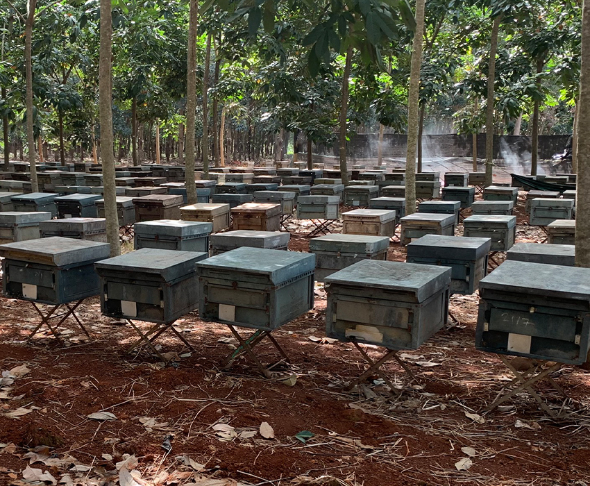 Trang trại ong Nhật Quang - Hộ Kinh Doanh Trại Ong Nhật Quang