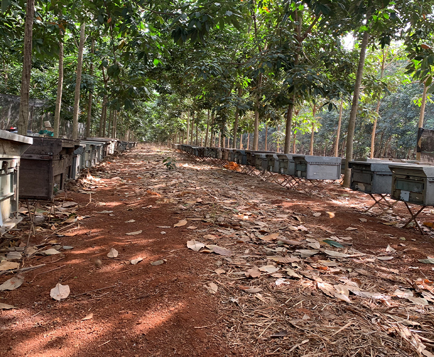 Trang trại ong Nhật Quang - Hộ Kinh Doanh Trại Ong Nhật Quang