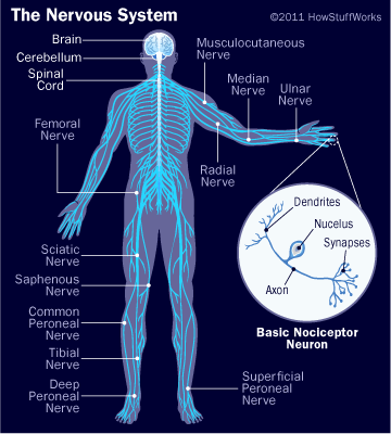 Brain nervous system - Doanh Nghiệp Tư Nhân Sản Xuất Thương Mại Dịch Vụ Công Tiến