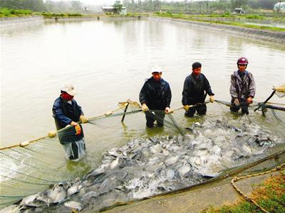 Cá tươi sống