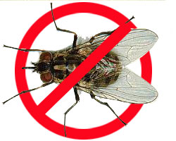 Dịch vụ diệt ruồi - Công Ty TNHH Thương Mại Dịch Vụ Trừ Mối Thành Công