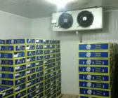 Lắp đặt kho lạnh bảo quản trái cây