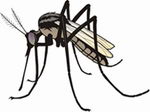 Dịch vụ diệt muỗi - Công Ty TNHH Tư Vấn Thương Mại Dịch Vụ Thịnh An Hưng