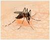 Diệt muỗi - Công Ty TNHH Dịch Vụ Diệt Mối Và Côn Trùng á Châu
