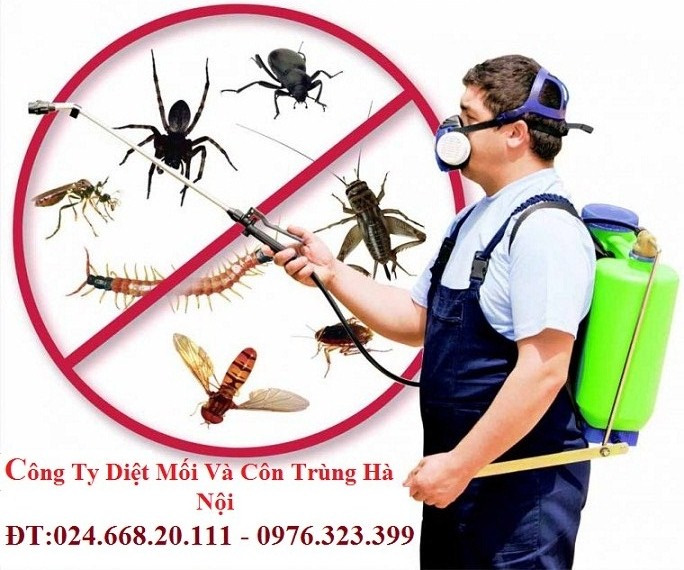 Kỹ thuật diệt côn trùng - Dịch Vụ Diệt Côn Trùng Hà Nội - Công Ty TNHH Diệt Mối Và Côn Trùng Hà Nội