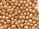 Soy Bean - Công Ty Xuất Nhập Khẩu Nông Lâm Sản Và Vật Tư Nông Nghiệp