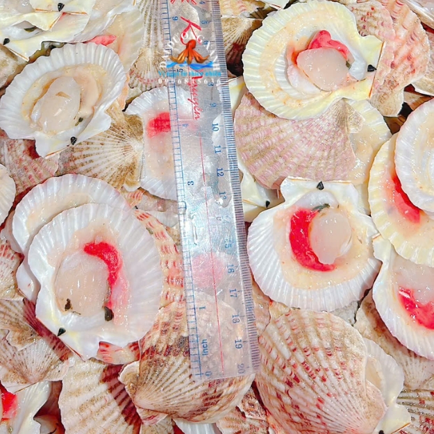 Sò điệp tanh mạch