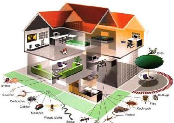 Dịch vụ phòng và diệt mối - Trừ Mối Khử Trùng Hải Lâm - Công Ty Cổ Phần Chống Mối Khử Trùng Hải Lâm
