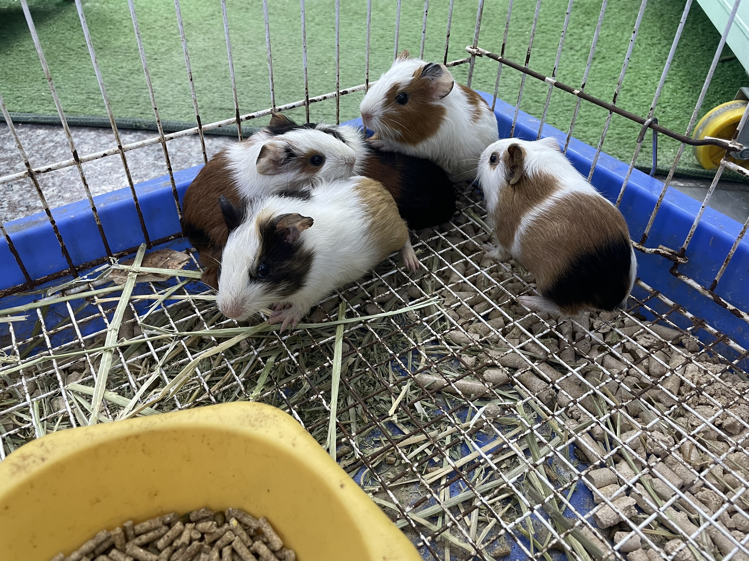 Hamster - Hộ Kinh Doanh Yahoo Pet Shop