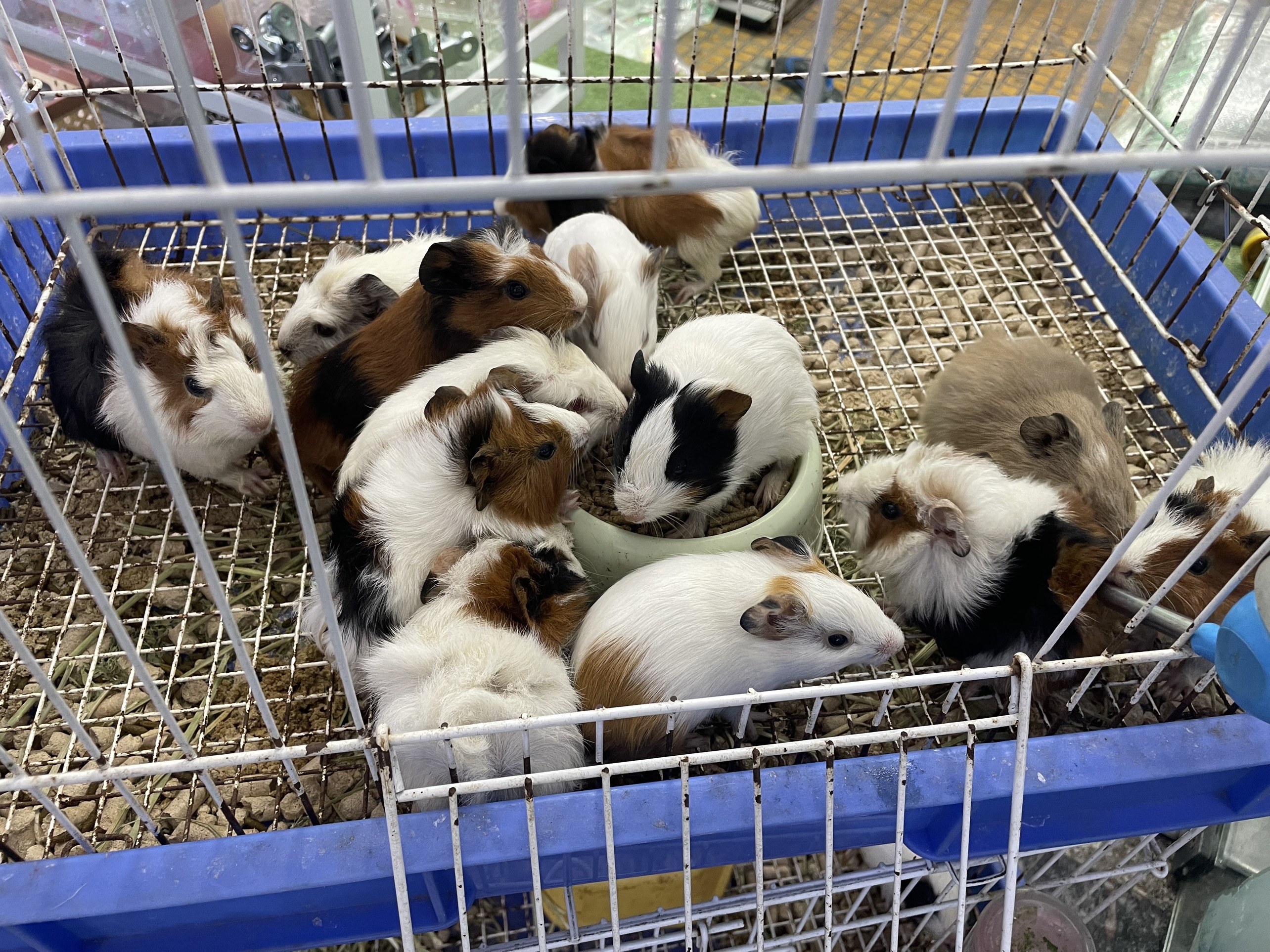 Hamster - Hộ Kinh Doanh Yahoo Pet Shop