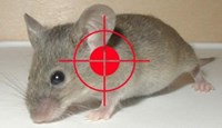 Dịch vụ diệt chuột chuyên nghiệp