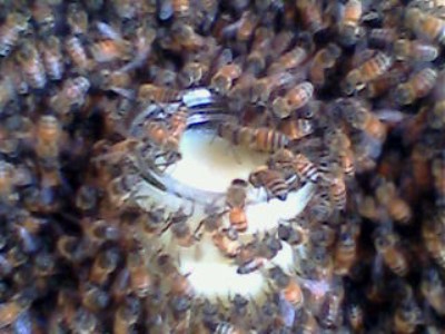 Sữa ong chúa - Mật Ong Dương Linh - Công Ty TNHH Một Thành Viên SX-TM-DV Mật Ong Dương Linh