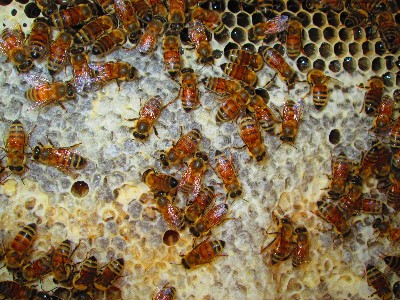 Trang trại nuôi ong - Mật Ong Dương Linh - Công Ty TNHH Một Thành Viên SX-TM-DV Mật Ong Dương Linh