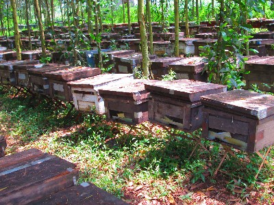 Trang trại nuôi ong