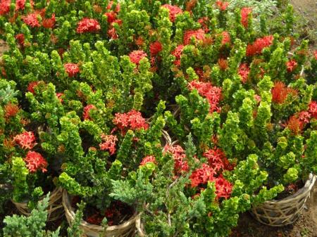 Hợp Tác Xã Cây Giống Và Hoa Kiểng Cái Mơn