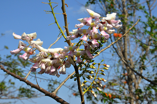 Cây hoa Đỗ Mai - Cây Xanh Đức Lộc - Công Ty TNHH Tư Vấn Thương Mại Đức Lộc