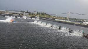 Màng lót hồ tôm - Bao Bì Nhựa V2G Packaging - Công Ty TNHH V2G Packaging