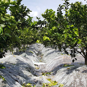 Màng phủ nông nghiệp - Bao Bì Nhựa V2G Packaging - Công Ty TNHH V2G Packaging