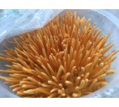 Sinh khối tươi nấm ĐTHT nuôi cây