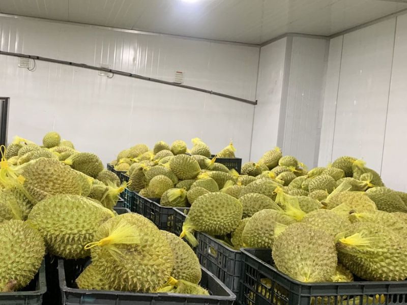 Kho lạnh bảo quản trái cây - Điện Lạnh Công Nghiệp Nam Phú Thái - Công Ty Cổ Phần Công Nghiệp Lạnh Nam Phú Thái