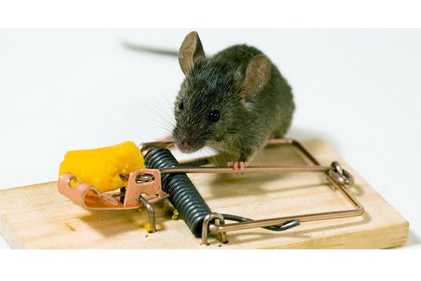 Dịch vụ diệt chuột - Khử Trùng Quốc Tế - Công Ty TNHH Khử Trùng Quốc Tế
