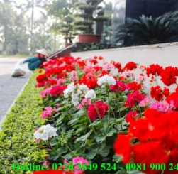 Công Ty Cổ Phần Quản Lý Công Trình Đô Thị Hải Dương