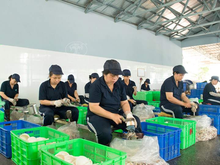 Nhà máy sản xuất cơm dừa nạo sấy Lương Qưới