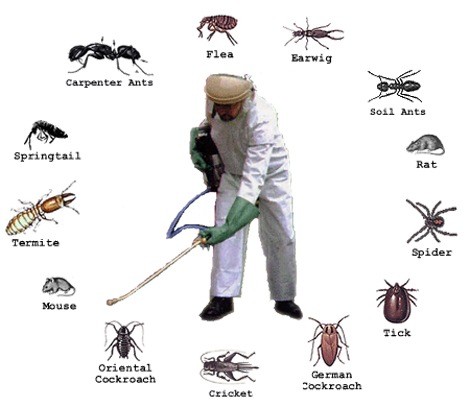 Dịch vụ diệt côn trùng - Công Ty TNHH Tư Vấn Đầu Tư Và Thương Mại An Phong