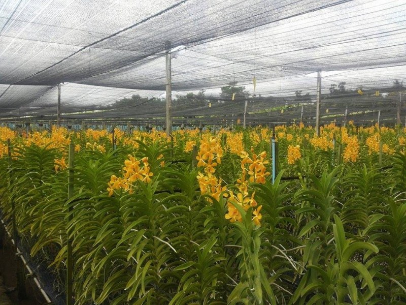 Hoa lan hoàng thảo sản xuất tại Công ty - Công Ty Cổ Phần Giống - Vật Tư Nông Nghiệp Công Nghệ Cao Việt Nam