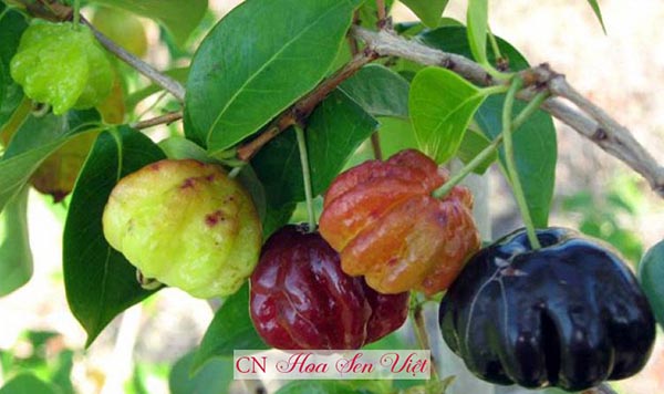 Cây cherry surinam - Công Ty TNHH Cây Xanh Cảnh Quan Hoa Sen Việt