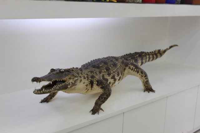 Cá sấu nhồi bông - Công Ty TNHH Thời Trang Da Gia Huy