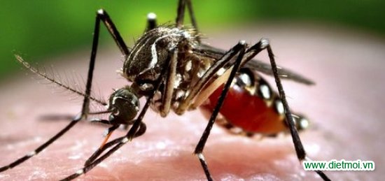 Dịch vụ diệt muỗi - Diệt Mối Trần Anh - Công Ty Cổ Phần Đầu Tư Trần Anh