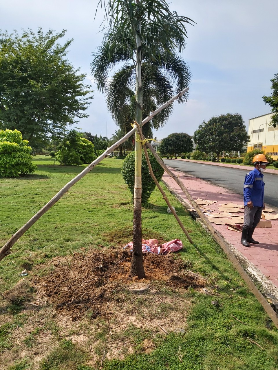 Dịch vụ trồng cây