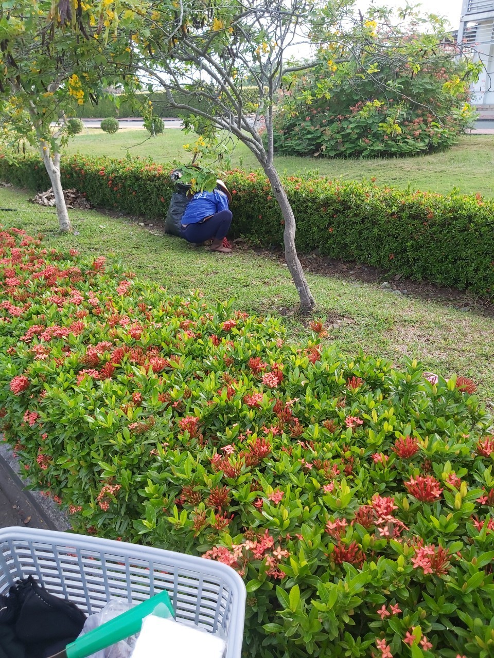 Dịch vụ chăm sóc cây xanh