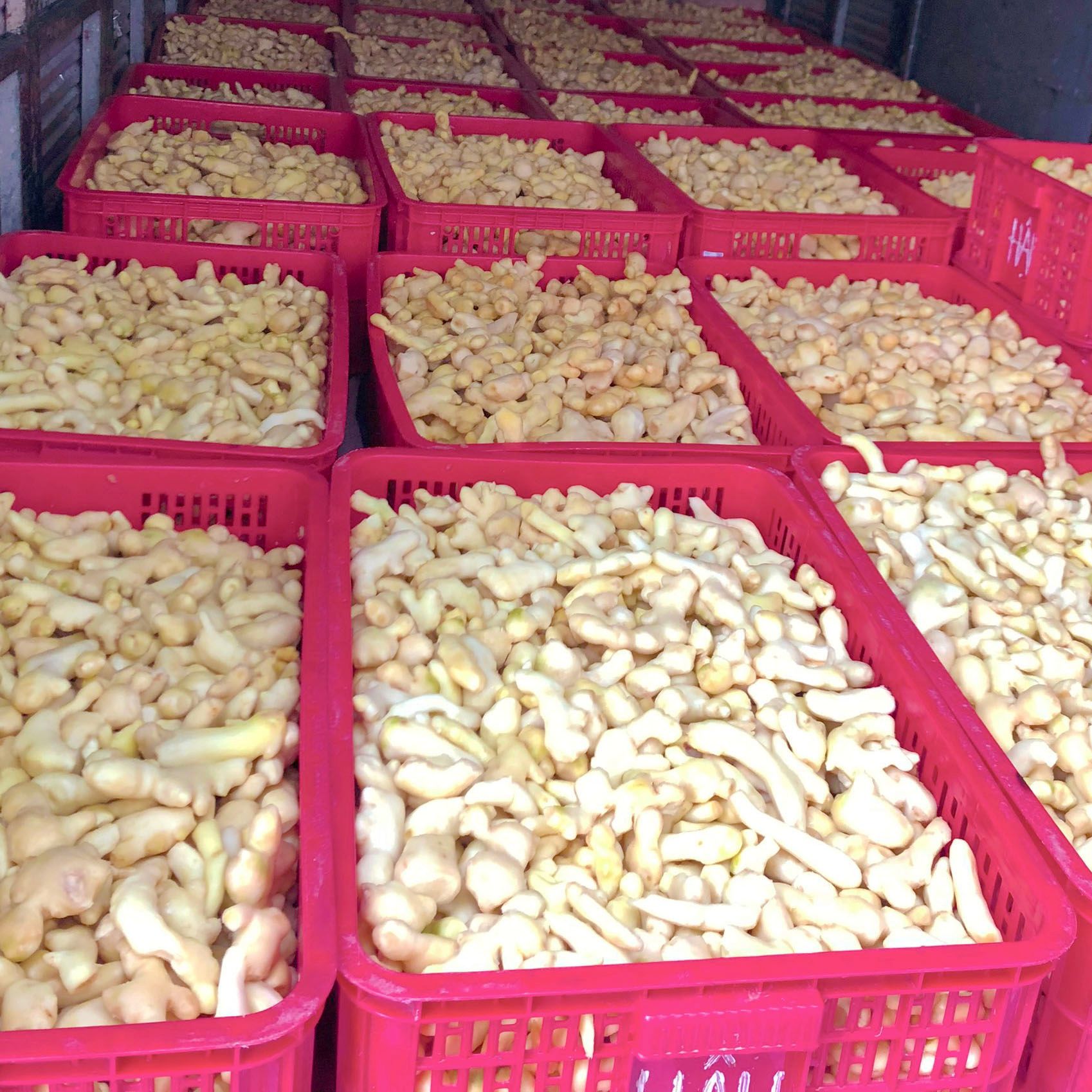 Gừng cạo vỏ - Gừng Trí Đức - Công Ty TNHH Xuất Nhập Khẩu Trí Đức