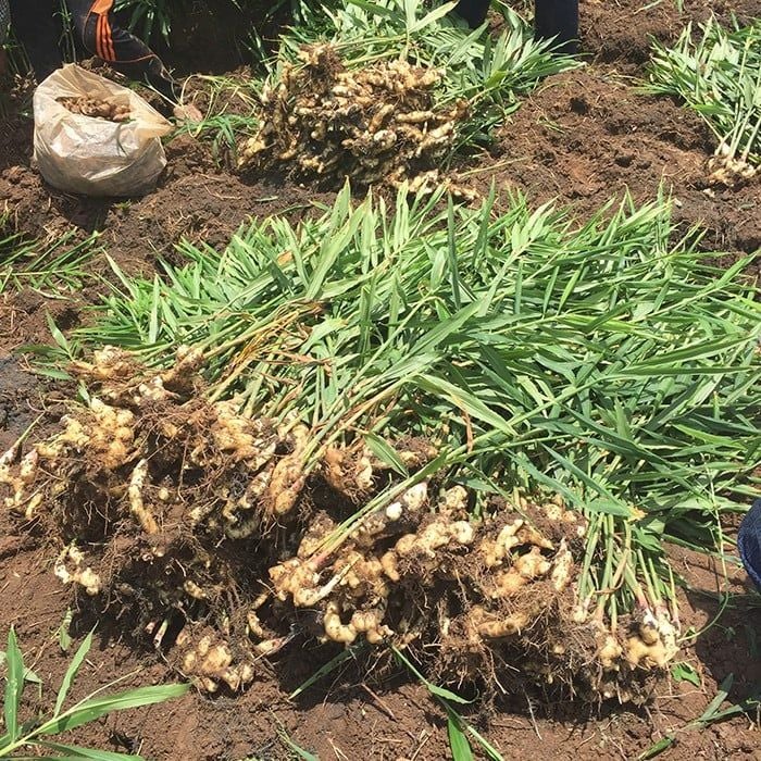 Gừng giống - Gừng Trí Đức - Công Ty TNHH Xuất Nhập Khẩu Trí Đức