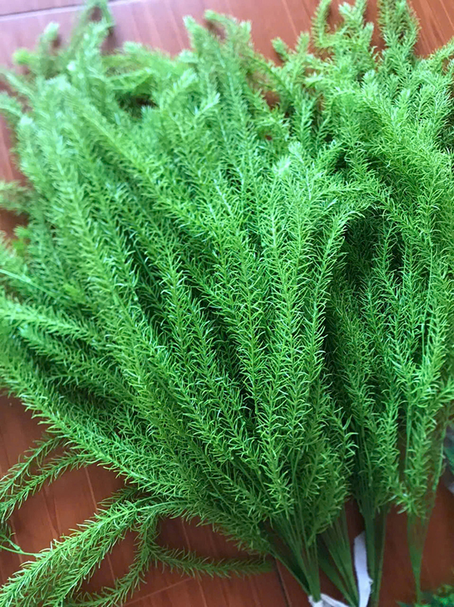 Rong rủ mềm