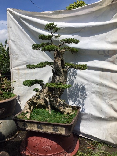 Lồng mức ghép kim giòn - Bonsai Chu Thoong