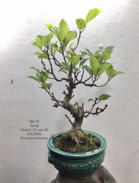 Sung - Bonsai Chu Thoong