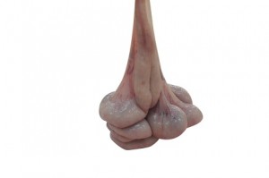 Tràng heo