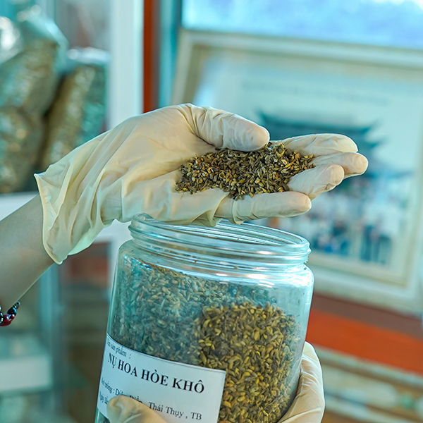 Lưu mẫu hoa hòe khô