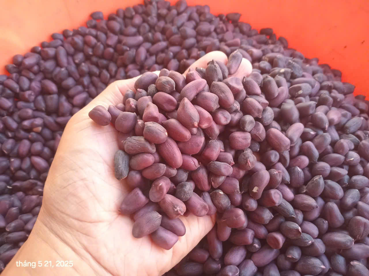 Đậu phộng - Công Ty Cổ Phần Xuân Xuân