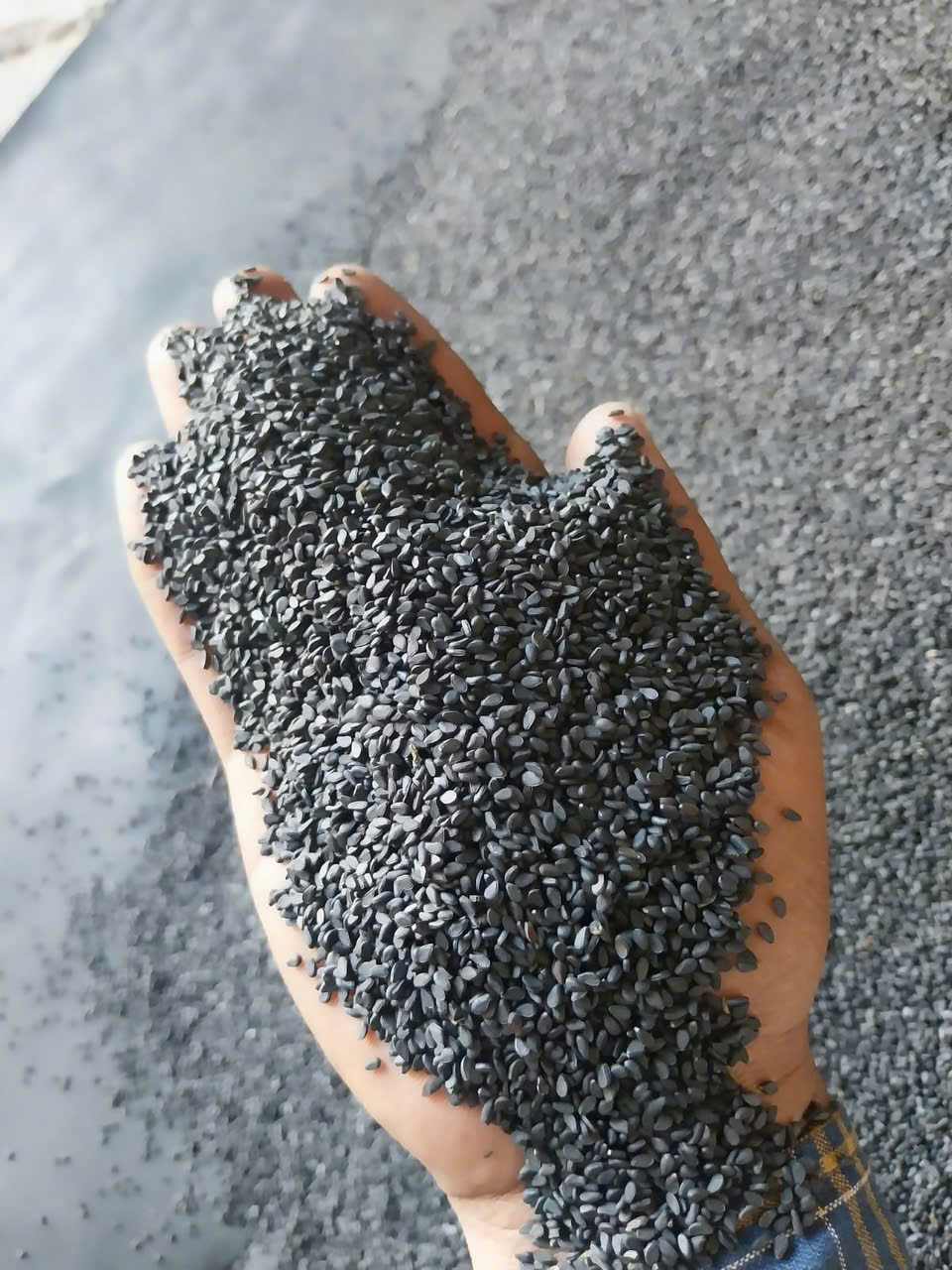 Mè đen - Công Ty Cổ Phần Xuân Xuân