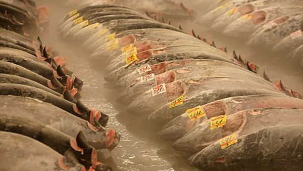 Đá khô cấp đông và bảo quản hải sản - Đá Khô Đá Gel  - Công Ty TNHH Sản Xuất Thương Mại Đầu Tư Hoàng Thanh