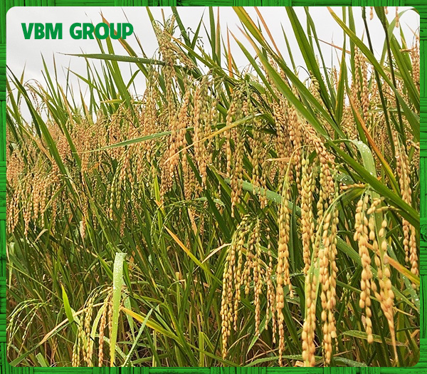 Lúa - Phân Bón VBM Group - Công Ty Cổ Phần VBM Group