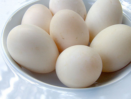 Trứng vịt