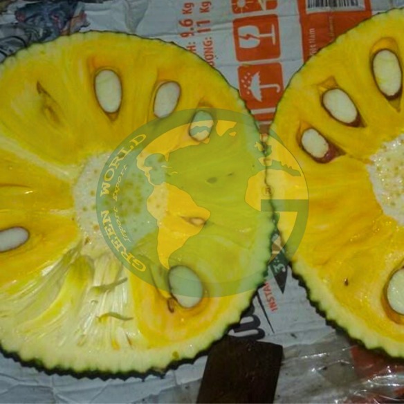 Mít tươi