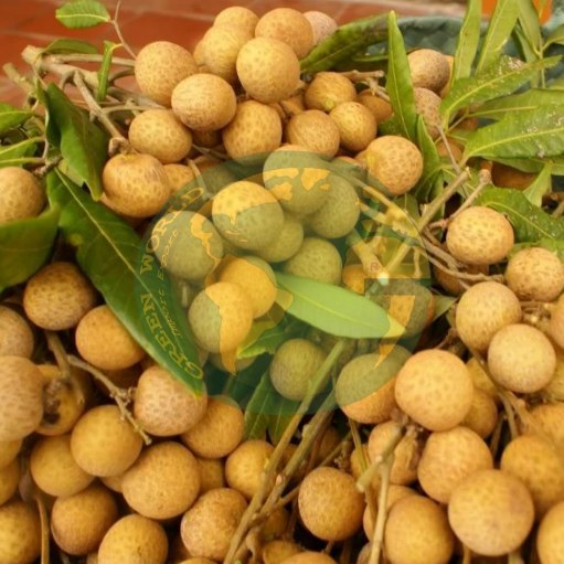 Nhãn tươi