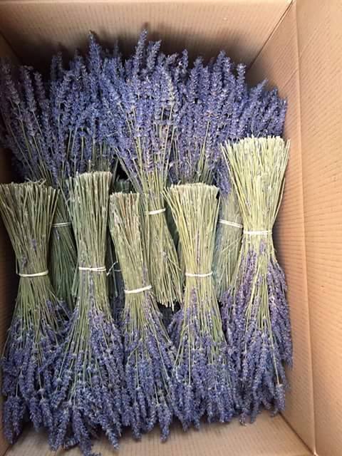 Hoa khô Lavender - Hương Liệu Pháp HLP - Công Ty TNHH Hương Liệu Pháp HLP