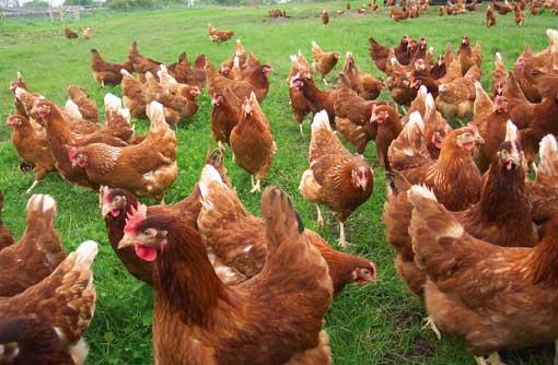 Hỗn hợp Enzymes xử lí phân gà, phân lợn - Phụ Gia Hưng Thịnh - Công Ty TNHH Dịch Vụ Đầu Tư Và Xúc Tiến Thương Mại Hưng Thịnh Việt Nam